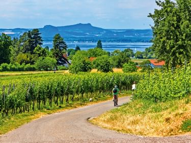 Zwei Radfahrer auf einem asphaltierten Weg durch grüne Weinberge auf der Insel Reichenau, mit Bodensee und Bergen im Hintergrund.