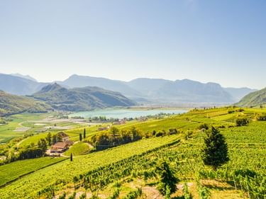 Panoramablick auf den Kalterer See umgeben von grünen Weinbergen und Bergen. Ein Haus mit Zypressen steht zwischen den Weinreihen unter klarem Himmel.