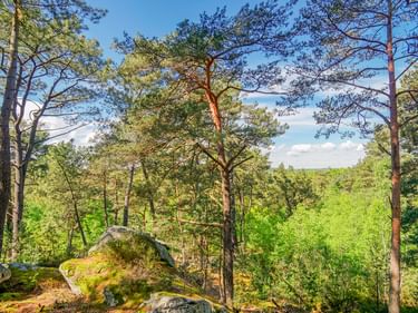 Sonnenbeschienener Kiefernwald mit moosbewachsenen Felsen im Vordergrund und dichter grüner Vegetation unter blauem Himmel bei Nemours, Frankreich.