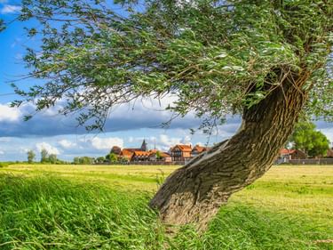 Schiefer Baum auf grüner Wiese am Elbufer mit Blick auf Hitzacker mit traditionellen Gebäuden und Kirchturm unter blauem Himmel.