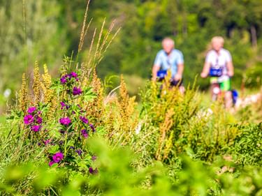 Two cyclists riding through lush green landscape near Beuron. Purple wildflowers and tall grasses in foreground, dense forest in background.