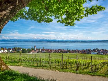 Weinbergreihen in Hagnau mit Bodensee und fernen Alpen. Ein großer Baum rahmt den Blick auf das Dorf und den blauen See unter sonnigem Himmel.