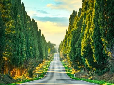 Gerade Straße gesäumt von hohen Zypressen in Bolgheri, Toskana. Sonnenlicht beleuchtet die Bäume und erzeugt goldene Töne vor blauem Himmel.