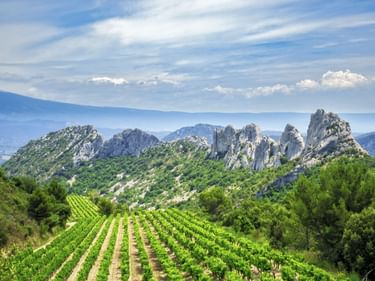 Grüne Weinreben im Vordergrund mit felsigen Gipfeln und Bergen im Hintergrund. Blauer Himmel mit weißen Wolken über der Provence-Landschaft.
