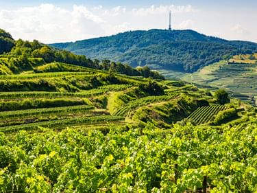 Terrassierte Weinberge im Kaiserstuhl mit grünen Rebstöcken im Vordergrund. Bewaldeter Hügel mit Turm erhebt sich im Hintergrund.
