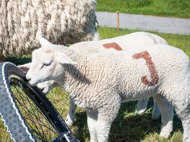 Weißes Lamm mit der Nummer 3 schnuppert an einem Fahrradrad auf einem Radweg. Ein erwachsenes Schaf steht in der Nähe auf grünem Gras.