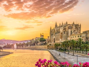 Kathedrale von Palma auf Mallorca bei Sonnenuntergang mit Palmen und rosa Blumen im Vordergrund. Die gotische Kathedrale überblickt eine Uferpromenade.