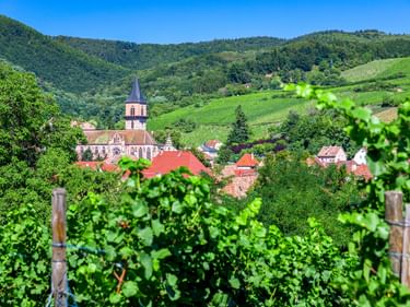 Blick auf Ribeauvillé mit Kirchturm und roten Dächern, eingerahmt von Weinreben im Vordergrund und grünen Hügeln im Hintergrund.