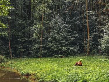 Braunbär ruht auf einer grünen Wiese neben einem kleinen Teich im Bärenwald Müritz, mit dichtem Wald im Hintergrund.