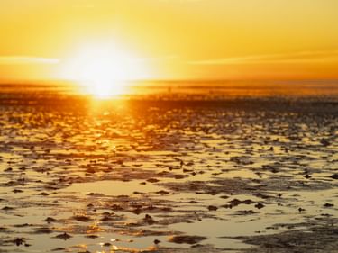 Goldener Sonnenuntergang über dem Wattenmeer mit Sonnenlicht, das sich auf nassen Wattflächen spiegelt. Der Horizont zeigt die Nordsee unter einem orange-gelben Himmel.