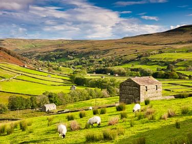 Steinscheune in grünen Wiesen mit weidenden Schafen im Yorkshire Dales Nationalpark. Sanfte Hügel und Täler unter blauem Himmel mit weißen Wolken.