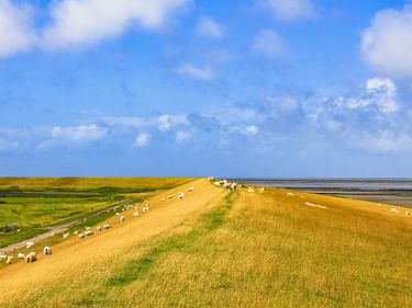 Grasbewachsener Deich bei Niebüll-Husum mit weidenden Schafen auf beiden Seiten. Grünes Marschland links, Wattenmeer rechts unter blauem Himmel.