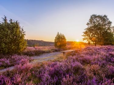 Sandweg durch lila blühende Heide in der Lüneburger Heide bei Sonnenuntergang. Bäume rahmen die Szene mit goldenem Sonnenlicht am Horizont.