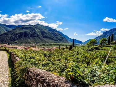 Kopfsteinpflasterweg durch Weinberge im Etschtal mit Bergen im Hintergrund. Grüne Reben säumen die Route unter blauem Himmel mit weißen Wolken.