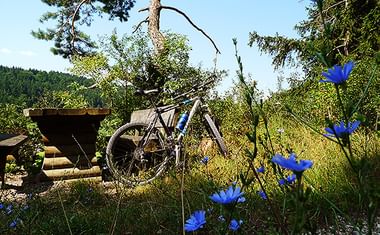 Fahrrad neben Holzbank mit blauen Kornblumen im Vordergrund, umgeben von Bäumen und grünen Hügeln im Naturpark Altmühltal.