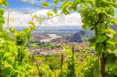 Blick auf Tournon-sur-Rhône und die Rhône durch grüne Weinblätter. Die Stadt im Tal erstreckt sich unten mit Bergen in der Ferne.