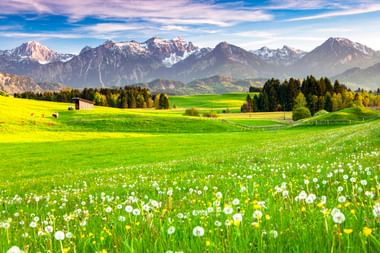 Grüne Wiese mit weißen Pusteblumen und gelben Blumen in Hopferau, Allgäu. Schneebedeckte Alpengipfel und Wälder im Hintergrund.