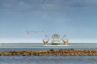 Grün-weißer Krabbenkutter mit ausgefahrenen Netzen im Wattenmeer der Nordsee. Vögel fliegen über dem Boot, felsige Küste im Vordergrund.