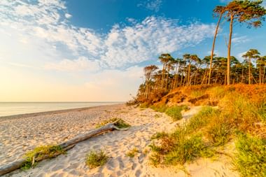 Sandstrand am Weststrand auf dem Darß mit Kiefernwald auf Dünen, Treibholz am Ufer und ruhiger Ostsee unter blauem Himmel.