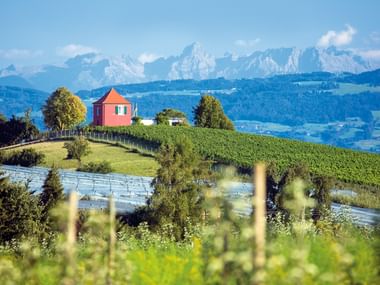 Rosa Haus auf einem Hügel umgeben von grünen Weinbergen in Immenstaad. Alpenberge im Hintergrund unter blauem Himmel sichtbar.