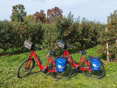 Zwei rote Fahrräder mit blauen Taschen in einer Bodensee-Apfelplantage. Apfelbäume mit roten Früchten füllen den Hintergrund.