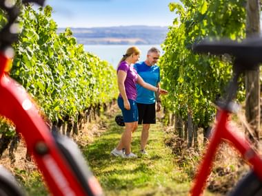 Zwei Radfahrer machen Pause zwischen Weinreben bei Meersburg, mit Blick auf den Bodensee im Hintergrund. Fahrräder stehen im Vordergrund.