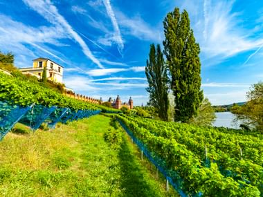 Pompejanum villa on hillside with green vineyards in Aschaffenburg. Tall cypress tree and Main River visible under blue sky with white clouds.
