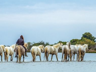 Herde weißer Camargue-Pferde durchquert flaches Wasser, geführt von drei Reitern. Grüne Vegetation und blauer Himmel im Hintergrund.