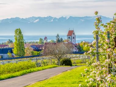 Asphaltierter Radweg durch Weinberge in Immenstaad mit Kirchturm, Bodensee und schneebedeckten Alpen im Hintergrund.