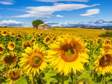 Leuchtend gelbes Sonnenblumenfeld mit Steinscheune unter blauem Himmel. Blühende Sonnenblumen erstrecken sich durch die Loire-Landschaft.