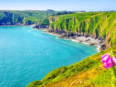 Steep green cliffs near Paimpol in Brittany overlooking turquoise coastal waters. A pink foxglove flower blooms in the foreground.