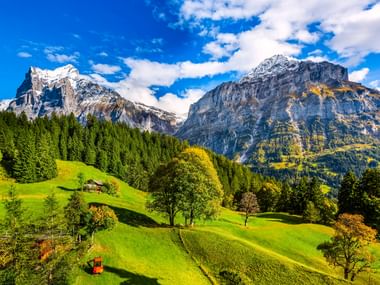 Sanfte grüne Wiesen mit verstreuten Bäumen und einer kleinen Holzhütte unter dramatischen schneebedeckten Berggipfeln bei Grindelwald, Schweiz.