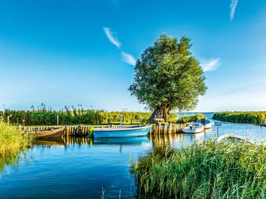 Mehrere Boote liegen in ruhigem blauen Wasser neben einem großen Baum. Schilf säumt den Wasserweg unter strahlend blauem Himmel mit Wolken.