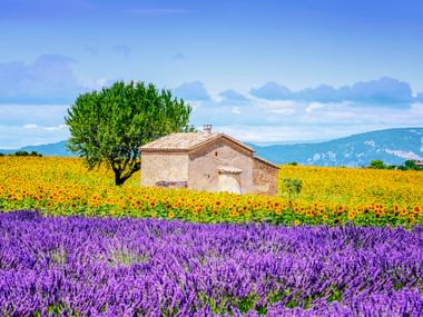 Steinhaus umgeben von lila Lavendelfeldern und gelben Sonnenblumenfeldern in der Provence, mit Bergen und blauem Himmel im Hintergrund.