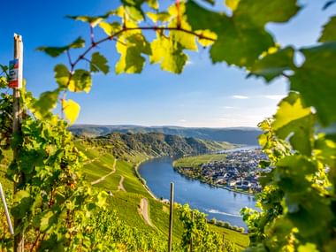 Sonnenbeschienene Weinreben rahmen den Blick auf das Moseltal bei Piesport mit steilen Weinbergen und einer Flussstadt unter blauem Himmel.