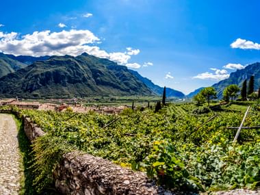 Kopfsteinpflasterweg entlang von Weinbergen im Etschtal mit Zypressen und Bergketten unter blauem Himmel mit weißen Wolken.
