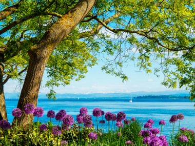 Lila Allium-Blüten unter einem großen Baum auf der Insel Mainau. Der Bodensee erstreckt sich dahinter mit Segelbooten und fernen Ufern.