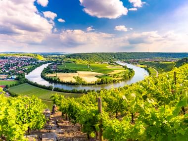Panoramablick auf die Neckarschleife bei Mundelsheim mit grünen Weinbergen im Vordergrund, Flussbiegung um Felder und Stadt unter blauem Himmel.