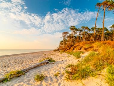 Sandy beach at Weststrand on Darss peninsula with pine forest on dunes, driftwood on shore, and calm Baltic Sea under blue sky.