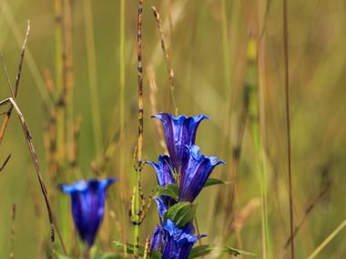 Tiefblaue Enzianblüten mit grünen Blättern zwischen trockenen Grashalmen auf einer Tiroler Wiese am Inn-Radweg.
