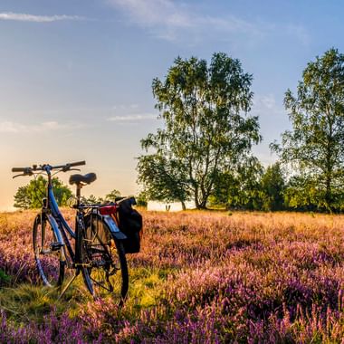 Blue bicycle with panniers standing in purple blooming heather field in Lüneburg Heath. Birch trees and blue sky visible in background.