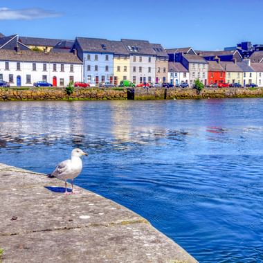 Möwe auf Steinkai im Galway Hafen mit bunten Häusern entlang der Uferpromenade. Blauer Himmel mit Wolken spiegelt sich im ruhigen Wasser.