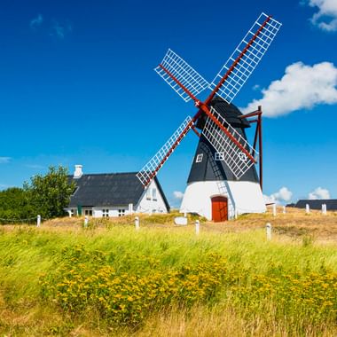White and black windmill with red-tipped blades on Mandø island, surrounded by yellow wildflowers and grass under a blue sky.