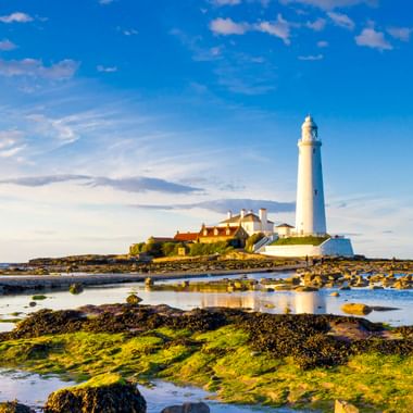 Weißer Leuchtturm mit angrenzenden Gebäuden an felsiger Küste in Tynemouth. Grüne Algen bedecken Felsen im Vordergrund mit Gezeitentümpeln unter blauem Himmel.