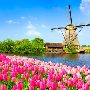 Traditionelle holländische Windmühle an einem Kanal in Kinderdijk mit rosa und weißen Tulpen im Vordergrund unter blauem Himmel.