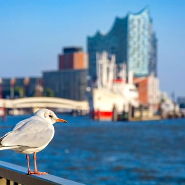 White seagull perched on a blue railing at Hamburg harbor. The Elbphilharmonie concert hall and ships are visible in the blurred background.