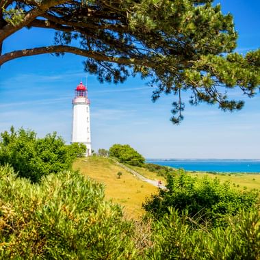 Weißer Leuchtturm Dornbusch mit roter Spitze auf grünem Hügel auf Hiddensee, eingerahmt von Kiefern, mit Blick auf die Ostsee.