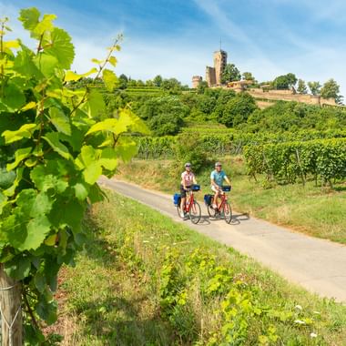 Zwei Radfahrer fahren durch Weinberge auf einem asphaltierten Weg mit der Wachtenburg auf einem Hügel in Wachenheim unter blauem Himmel.