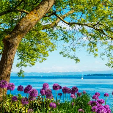 Lila Allium-Blüten unter einem großen Baum auf der Insel Mainau. Der Bodensee erstreckt sich dahinter mit Segelbooten und fernen Ufern.