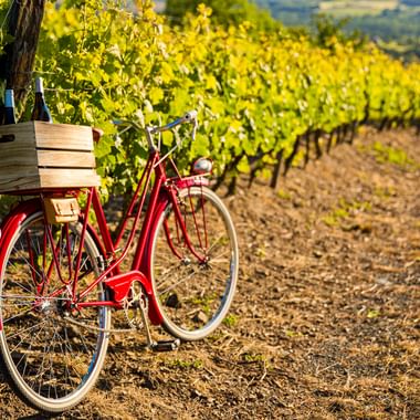 Red bicycle with wooden crate on rear rack parked beside grapevines in sunny Alsace vineyard with rolling hills in background.